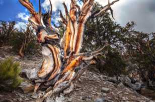 Bristlecone Pine-9141